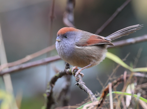 Ashy-throated Parrotbill, 灰喉鸦雀, Sinosuthora alphonsiana-gallery-7
