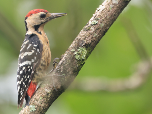 Streak-breasted Woodpecker, 斑胸绿啄木鸟, Picus viridanus-gallery-2