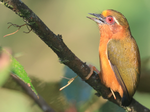 White-browed Piculet, 白眉棕啄木鸟, Sasia ochracea-gallery-50