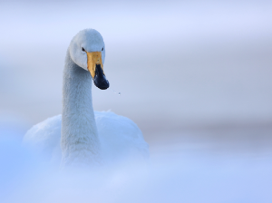 Whooper Swan, 大天鹅, Cygnus cygnus-gallery-1