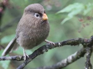 Three-toed Parrotbill, 三趾鸦雀, Cholornis paradoxus-gallery-0
