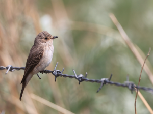 Spotted Flycatcher, 斑鹟, Muscicapa striata-gallery-54