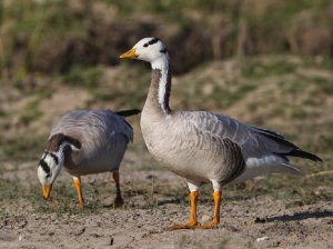 Bar-headed Goose, 斑头雁, Anser indicus-gallery-22