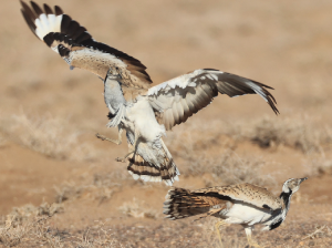 MacQueen’s Bustard, 波斑鸨, Chlamydotis macqueenii-gallery-26