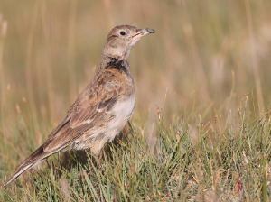Tibetan Lark, 长嘴百灵, Melanocorypha maxima-gallery-6