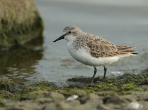 Red-necked Stint, 红颈滨鹬, Calidris ruficollis-gallery-43