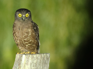 Hume’s Hawk Owl, 休氏鹰鸮, Ninox obscura-gallery-11