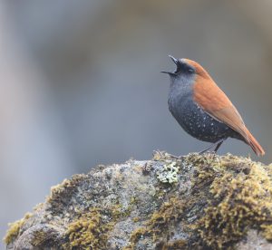 Gould’s Shortwing, 栗背短翅鸫, Heteroxenicus stellatus-gallery-