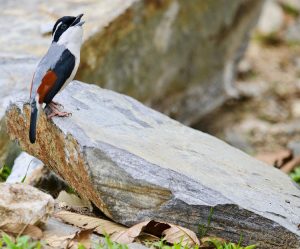Blyth’s Shrike-Babbler, 红翅䴗鹛, Pteruthius aeralatus-gallery-