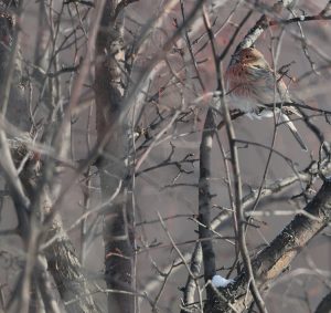 Pallas's Rosefinch, 北朱雀, Carpodacus roseus-gallery-