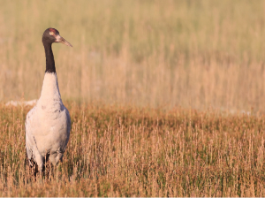 Black-necked Crane, 黑颈鹤, Grus nigricollis-gallery-9