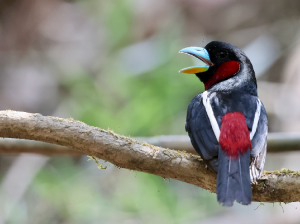 Black-and-Red Broadbill, 黑红阔嘴鸟, Cymbirhynchus macrorhynchos-gallery-7