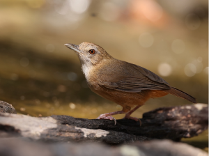 Abbott’s Babbler, 阿氏雅鹛, Malacocincla abbotti-gallery-38