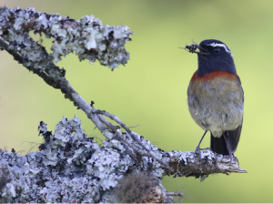 Collared Bush Robin, 台湾林鸲, Tarsiger johnstoniae-gallery-13