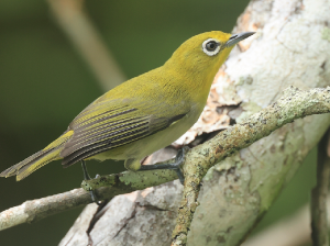 Lemon-billed White-eye, 红树绣眼鸟, Zosterops chloris-gallery-18
