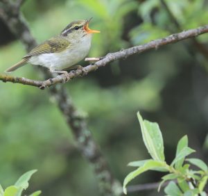 Blyth’s Leaf Warbler, 西南冠纹柳莺, Phylloscopus reguloides-gallery-