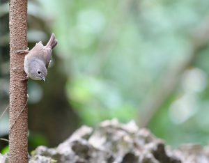 David’s Fulvetta, 灰眶雀鹛, Alcippe davidi-gallery-