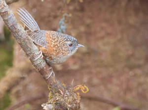 Bar-winged Wren-Babbler, 斑翅鹩鹛, Spelaeornis troglodytoides-gallery-0