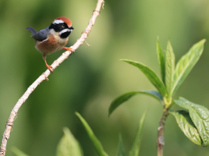 Black-throated Bushtit, 红头长尾山雀, Aegithalos concinnus-gallery-36