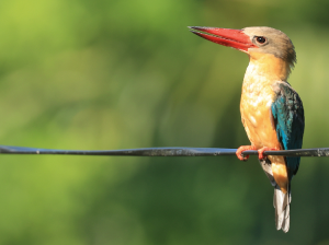 Stork-billed Kingfisher, 鹳嘴翡翠, Pelargopsis capensis-gallery-5
