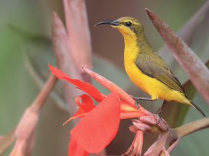 Olive-backed Sunbird, 黄腹花蜜鸟, Cinnyris jugularis-gallery-25