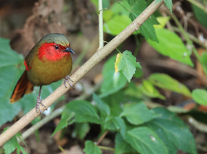 Scarlet-faced Liocichla, 红翅薮鹛, Liocichla ripponi-gallery-45