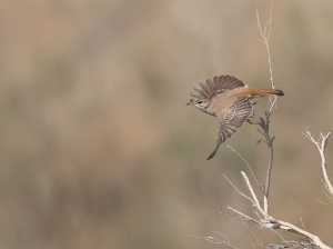 Rufous-tailed Scrub Robin, 棕薮鸲, Cercotrichas galactotes-gallery-25