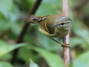 Buff-barred Warbler, 橙斑翅柳莺, Phylloscopus pulcher-gallery-26