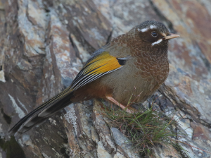 White-whiskered Laughingthrush, 玉山噪鹛, Trochalopteron morrisonianum-gallery-10