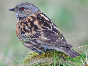 Altai Accentor, 高原岩鹨, Prunella himalayana-gallery-86