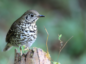 Long-tailed Thrush, 长尾地鸫, Zoothera dixoni-gallery-33