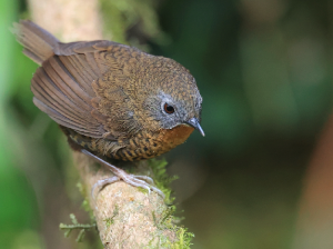Rufous-throated Wren-Babbler, 短尾鹩鹛, Spelaeornis caudatus-gallery-3