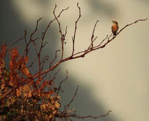 Stejneger’s Stonechat, 东亚石䳭, Saxicola stejnegeri-gallery-