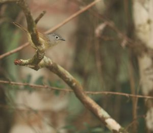 Huet's Fulvetta, 淡眉雀鹛, Alcippe hueti-gallery-