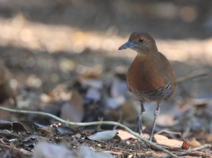 Slaty-legged Crake, 白喉斑秧鸡, Rallina eurizonoides-gallery-30