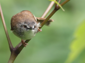 Rufescent Prinia, 暗冕鹪莺, Prinia rufescens-gallery-17