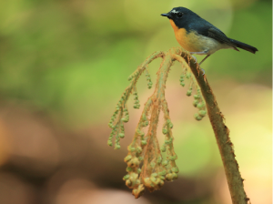 Snowy-browed Flycatcher, 棕胸蓝姬鹟, Ficedula hyperythra-gallery-16