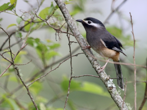 White-eared Sibia, 白耳奇鹛, Heterophasia auricularis-gallery-9