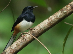 Andaman Shama, 安达曼鹊鸲, Copsychus albiventris-gallery-16