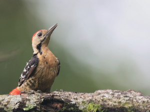 Fulvous-breasted Woodpecker, 茶胸啄木鸟, Dendrocopos macei-gallery-15