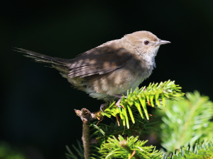 Taiwan Bush Warbler, 台湾短翅莺, Locustella alishanensis-gallery-14