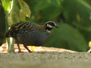 White-cheeked Partridge, 白颊山鹧鸪, Arborophila atrogularis-gallery-17
