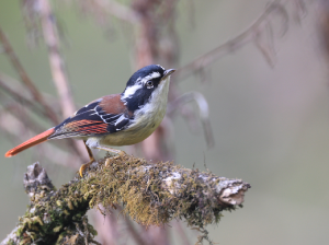 Red-tailed Minla, 火尾希鹛, Minla ignotincta-gallery-16