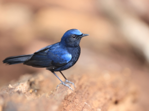 White-tailed Robin, 白尾蓝地鸲, Myiomela leucura-gallery-48