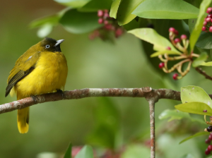 Andaman Bulbul, 安达曼鹎, Brachypodius fuscoflavescens-gallery-2