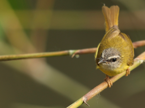 Yellow-bellied Warbler, 黄腹鹟莺, Abroscopus superciliaris-gallery-48