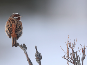 Pine Bunting, 白头鹀, Emberiza leucocephalos-gallery-75