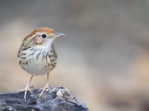 Puff-throated Babbler, 棕头幽鹛, Pellorneum ruficeps-gallery-22