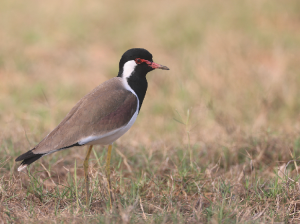 Red-wattled Lapwing, 肉垂麦鸡, Vanellus indicus-gallery-14