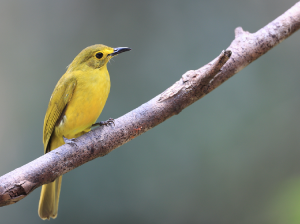 Yellow-browed Bulbul, 黄眉鹎, Acritillas indica-gallery-16